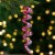Northlight 6ct Red and White Striped Ribbon Candy Christmas Ornaments 5.75 Perspective: back