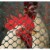 Tenax® Poultry Fence - Green Perspective: back