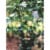 Tenax 3/4 In. x 3/4 In. Mesh 7 Ft. x 100 Ft. Black Plant & Pond Net 2A140066 Perspective: back
