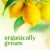 Simple Truth Organic Fresh Lemons - 2 Pound Bag Perspective: back