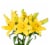 Bloom Haus Oriental Lily Bunch Perspective: back