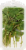 Roundy's Organics Mint Perspective: back