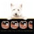 Cesar® Wood-Grilled Chicken Flavor Wet Dog Food Perspective: back