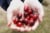 Ocean Spray® Fresh Premium Cranberries Perspective: back