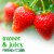 Fresh Organic Strawberries - 1 LB clamshell Perspective: back