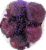 Red Onions Perspective: back