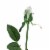 CC Home Furnishings 22.5 Artificial Long Single Stem Cream Colored Budding Rose Perspective: back