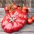 Staub Cast Iron Tomato Cocotte, Dutch Oven, 3-quart, Made in France, Cherry Perspective: back