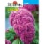 Burpee® Celosia King Coral Seed Packet Perspective: back
