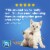 Fresh Step Non-Clumping Premium with Febreze Freshness Scented Cat Litter Perspective: back