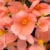 Fresh Begonia Coral in 8" pot Perspective: back