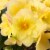 Fresh Begonia Blitz Yellow in 8" pot Perspective: back