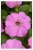 Fresh Petunia Solid Flat Perspective: back