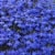 Fresh Lobelia Solid Flat Perspective: back