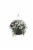 Fresh Blooming Flowers in Hanging Basket - 12 inch container Perspective: back
