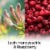 Air Wick Scented Oil Refill, Plug In Air Freshener, Lush Honeysuckle and Raspberry, 5 refills Perspective: back