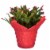 Fresh Holiday Zygo Christmas Cactus in 6 inch Container Perspective: back
