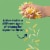 Tillamook® Mexican 4 Cheese Blend Shredded Cheese Farmstyle Perspective: back