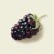 Tillamook Low Fat Oregon Marionberry Good & Creamy Yogurt Perspective: back