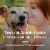 PETARMOR Sure Shot 2X Liquid Wormer for Dogs and Puppies Perspective: back