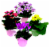 Special Blooming Plant Assorted Perspective: back