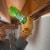 DAP® Max Fill Spray Foam Perspective: back