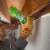DAP® Max Fill Spray Foam Perspective: back