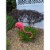 Union Products Outdoor Featherstone 38 In Tall Flamingo Yard Lawn Ornament, Pink Perspective: back