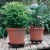 Bloem CAD1200 12 in. Caddy Round Plant Stand Caddy with Wheels Saucer Tray, Black Perspective: back