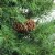 Northlight 3' Medium Dakota Pine Artificial Christmas Tree, Unlit Perspective: back