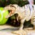 Giganotosaurus Toy Perspective: back