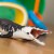 Kronosaurus Toy Perspective: back