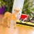 Whitetail Buck Toy Perspective: back