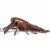 Safari Ltd®  Spiny Lobster, Toy Figurine Perspective: back