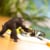 Chimpanzee Perspective: back