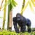 Silverback Gorilla Toy Perspective: back