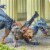 Chimera Perspective: back