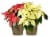 Fresh Red Poinsettia Plant in 4.5 inch Foil Covered pot Perspective: back