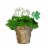 Shamrock Potted Plant Perspective: back