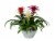Bromeliad in Ceramic Pot Perspective: back