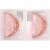 Bar-S Fresh Pack Deli Shaved Honey Ham Perspective: back