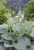Hosta Drinking Gourd Bulb Sets Perspective: back