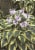 Hosta Wide Brim Bulb Sets Perspective: back