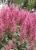 Astilbe Rheinland Bulbs Perspective: back