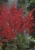 Astilbe Fanal Bulb Set Perspective: back