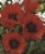 Oriental Poppy Red Seeds Perspective: back