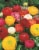 Ranunculus Mix Seeds Perspective: back