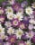 Anemone Blanda Breeze Mix Perspective: back