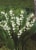 Lily Of The Valley Bulbs - White Perspective: back