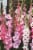 Gladiolus Pretty In Pink Bulbs Perspective: back